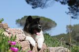 AKITA AMERICAIN 037